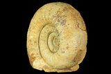 Jurassic Ammonite (Stephanoceras) Fossil - England #171255-1